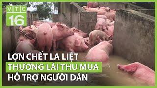 Lợn chết la liệt sau lũ, thương lái thu mua hỗ trợ người dân | VTC16