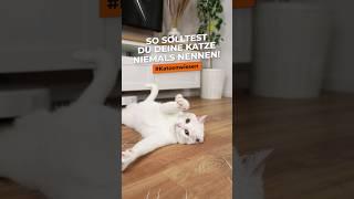 So solltest du deine Katze nicht nennen! Gute & schlechte Katzennamen! #Katzenwissen #shorts