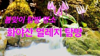 화야산 얼레지 탐방 (Dog-tooth violet, Asian fawn lily)