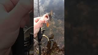 Отпускайте окуня#окунь #микроджиг #fishing #bassfishing #рыбалка #perch #catchandrelease #fish