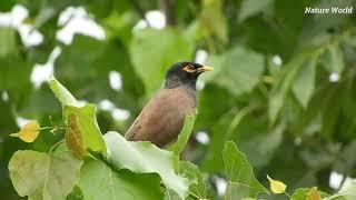 Myna bird singing sound, Mynah song sound