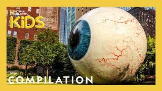 Wackiest Places Around the World  | 10 Minutes | Nat Geo Kids Compilation | @natgeokids