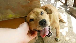 How does pet ownership impact HIV viral suppression?