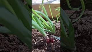Harvesting #green #onions #harvest #onion #garden #gardening #free #food #harvesting #short