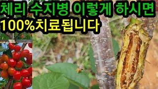 체리 수지병  이렇게 했더니 100%완벽하게 치료되었습니다