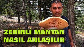 MANTAR NERELERDE BULUNUR? ZEHİRLİ MANTAR NASIL ANLAŞILIR?