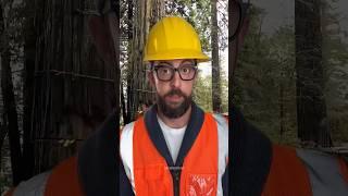 one of the most satisfying tree cuts ever  #cutdowntrees #satisfying #chainsaw #ice #snow #shorts
