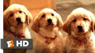 Golden Winter (2012) - Puppy Escape! Scene (2/10) | Movieclips