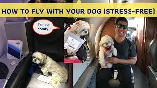 Tips For Flying With A Dog (STRESS FREE!)