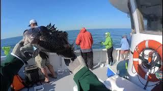  Captain Bob Headboat Delaware Saltwater Fishing, 29 June 2022