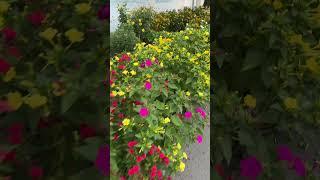 #music #reels #travel #nature #respect #garden #blogger #video #lifestyle #life e