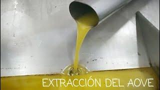 Proceso de extracción del AOVE (aceite de oliva virgen extra), visita a la almazara.