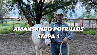 Etapa 1 de amansar potrillos con Mariano Pedrero 