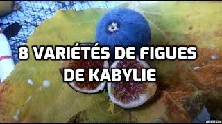 8 variétés de figues de Kabylie | 8 varieties of figs from Kabylie | ثمانية أنواع من التين القبائلي