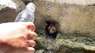 Little Stray Kitten Stuck in Drain, Legs Shaking Non-stop...