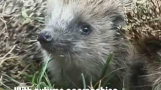 Orphaned Hedgehogs