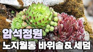 (행사종료) 노지월동 다육이! 다양한 바위솔과 세덤으로 정원을 꾸며보세요.