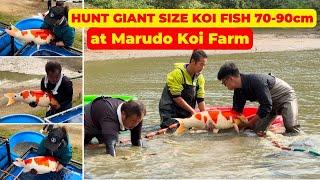 Hunting GIANT KOI FISH at Marudo Koi Farm, Full pond of 70-90cm Nishikigoi