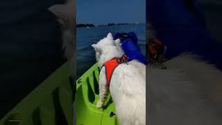 Ищете вторую половинку – отправляйтесь во флирт-тур #котики #романтика #любовь #short #shorts