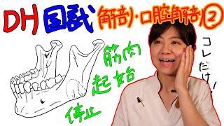 【解剖・口腔解剖②】DH国試対策 with ドクター歯科衛生士 Akane