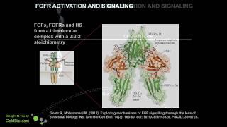 FGF Overview: FGFs and Their Importance - Part 1