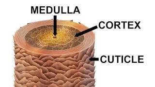 Строение волоса