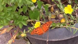 Borboleta Laranja