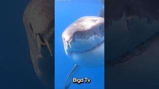 Before & After Animals Growing Up. Amazing Animal Transformation!