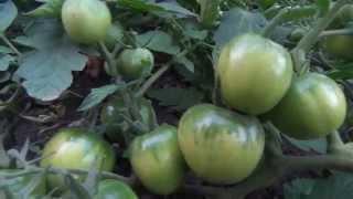Как Вырастить Здоровые, Вкусные Помидоры.
