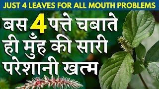 बस 4 पत्ते चबाते ही मुँह की सारी परेशानी खत्म || JUST 4 LEAVES FOR ALL MOUTH PROBLEMS || Chirchita