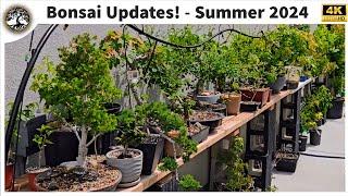 Bonsai Updates! Early Summer 2024