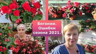 Бегония 2021 года, разбираем ошибки со Светланой Лодисад