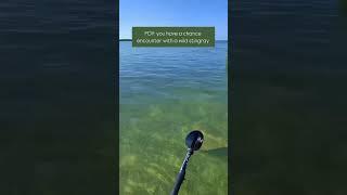 Stingray fly-by! #clearkayak #stingray #keyslife #clearkayak #guidedtour #exploremore #wildlife