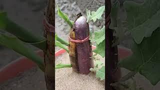 Amazing technique to grow banana and branjal tree #ytshorts #shortvideo #shortsfeed