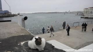 Seagulls&cat