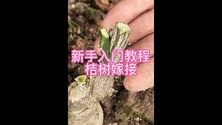 新手入门嫁接教程：桔树嫁接