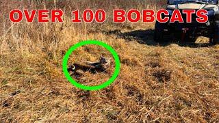 HE CAUGHT OVER 100 BOBCATS WITH THIS SIMPLE SET 4K