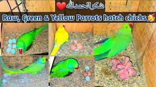 Parrots farm breeding progress | Raw, Green & Yellow chicks hatch #birds #parrot #breeding