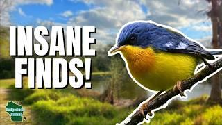 You Won't Believe the 3 RARE Warblers We Found in South Texas!