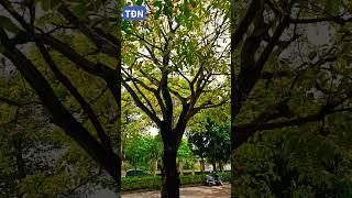 Lộc vừng hoa đỏ chuẩn dáng trực #tamdaonui