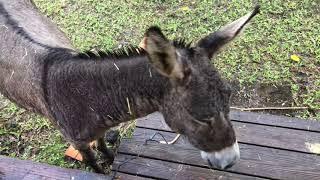 Jack the donkey braying