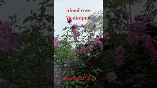 #sankar #pal #shorts #videos #automobile #youtuber #blood#rose #song #medinipur