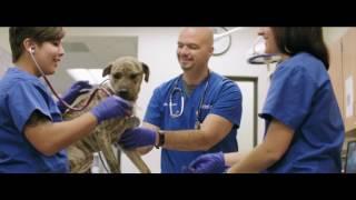 University of Florida College of Veterinary Medicine