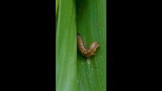  How to do a destructive sample for fall armyworm (FAW) #GRDC