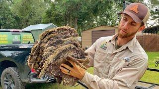 Massive Yellow Jacket Ground Nest Removal. SWARM! I got STUNG!