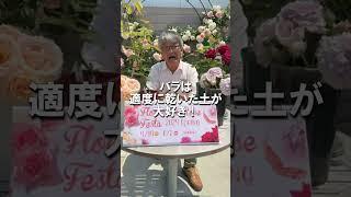 失敗しない！新苗(春苗)の植え替え方法/【公式】京阪園芸チャンネル #バラ #rose  #roselover #ガーデニング #shorts