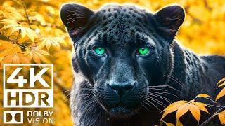 WORLD OF WILD ANIMALS 4K HDR 60FPS Dolby Vision | with Catchy Cinematic Music (dynamic color)