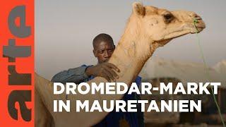 Mauretanien: Der Dromedar-Markt | Märkte der Welt | ARTE Family