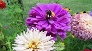 A Morning in the Container Garden