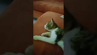 enjoy for watching miming #cat #asmr #catlover #alhadz vlog